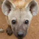Hyenas Clan