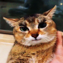 tole tole fan club Discord server icon