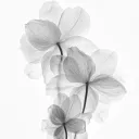 𝓵ilyns