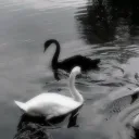 nirvana 🦢