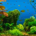 Tonbalow's Aquarium