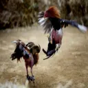 Combat de poulets