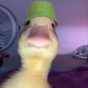 Duck Lands
