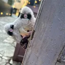 奏チャプター