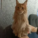 сво пушистик и хозяйка