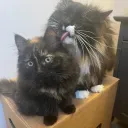 The CATastrophes