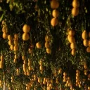 ✧ .. 🍋 Citrus Sanctuary 🏔 .. Discord Server