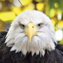 eagles crew