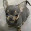 Tallylive