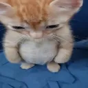 MALAFUN CFG