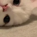 ʙᴜɴɴʏ ᴊᴜᴊᴜ Ი︵𐑼