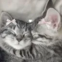 ･ ˖ ˚ ꨄ 𝐇𝐀𝐍𝐆𝐎𝐔𝐓 ꨄ ･ ˖ ˚