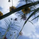 The Beautiful World