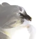 ✮𝕋𝕣𝕩𝕤𝕙_𝔹𝕩𝕟𝕕𝕚𝕥𝕐𝕋✮