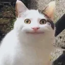 belguuuguagugaa