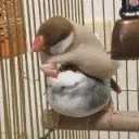 文鳥 sh0p 壱