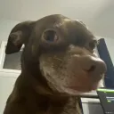 Joshcord
