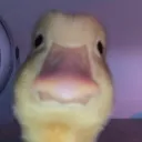 DuckieMom's server