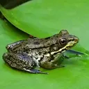 Froge Pond