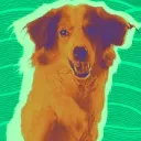 My Fucked Up Dog