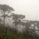 Plantcord