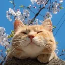 Free Single Females in your Area's icon