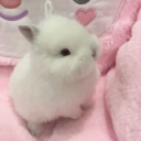 bunbuns Discord server icon