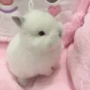 bunbuns