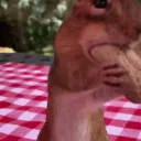 NUT MASTER CENTRAL
