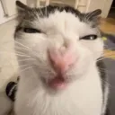 Meow central