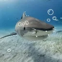 Tropikana