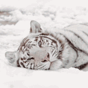 TIGERSEYE ` social