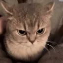 Discovery icon for Cat Landers | 😼🐾 Discord server