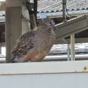 ツミレ汁