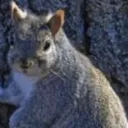 Team Squirrel Treehouse