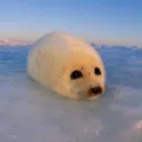 ➶-͙˚ ༘✶𝕖𝕥𝕙𝕖𝕣𝕖𝕒𝕝 ｡･ﾟﾟ･'s icon