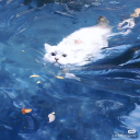 the cat cult Discord server icon