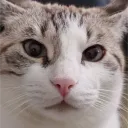 Inota - Twitch