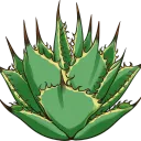 Togemaru's agave