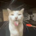 SILLY BILLIES Discord Server Icon