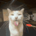 SILLY BILLIES Discord server icon