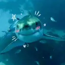 ⟡🦈 Baby Bay Aquarium! 🫧⟡