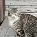 Cat®