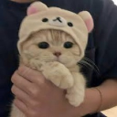 𝓒𝓪𝓽 𝓤𝓷𝓲𝓿𝓮𝓻𝓼𝓮 Server Icon