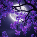 ˗ˏˋ ☾⋆. 𝐿𝑎𝑣𝑒𝑛𝑑𝑒𝑟 𝑀𝑜𝑜𝑛 | 𝐺𝑎𝑚𝑒𝑟𝑠 .⋆☽ ˎˊ- Discord server icon