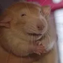 Pudgin's Lair, Museum of the Hamster's Past