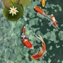 koiyas