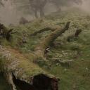Mossy Hollow