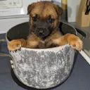 PotDog Official