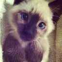 cats r’ us